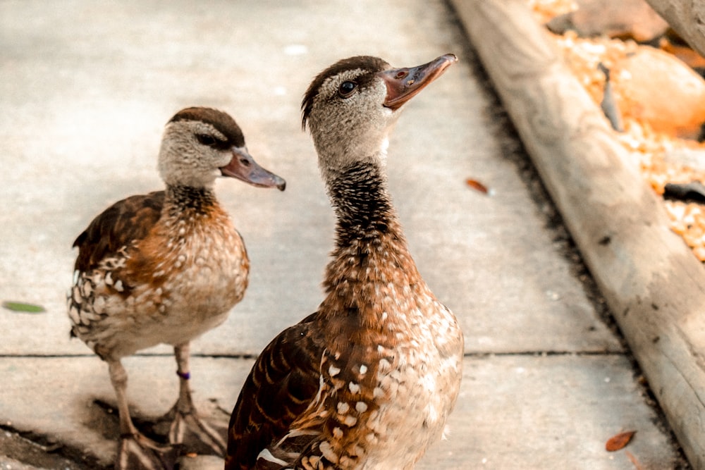 two brown ducks
