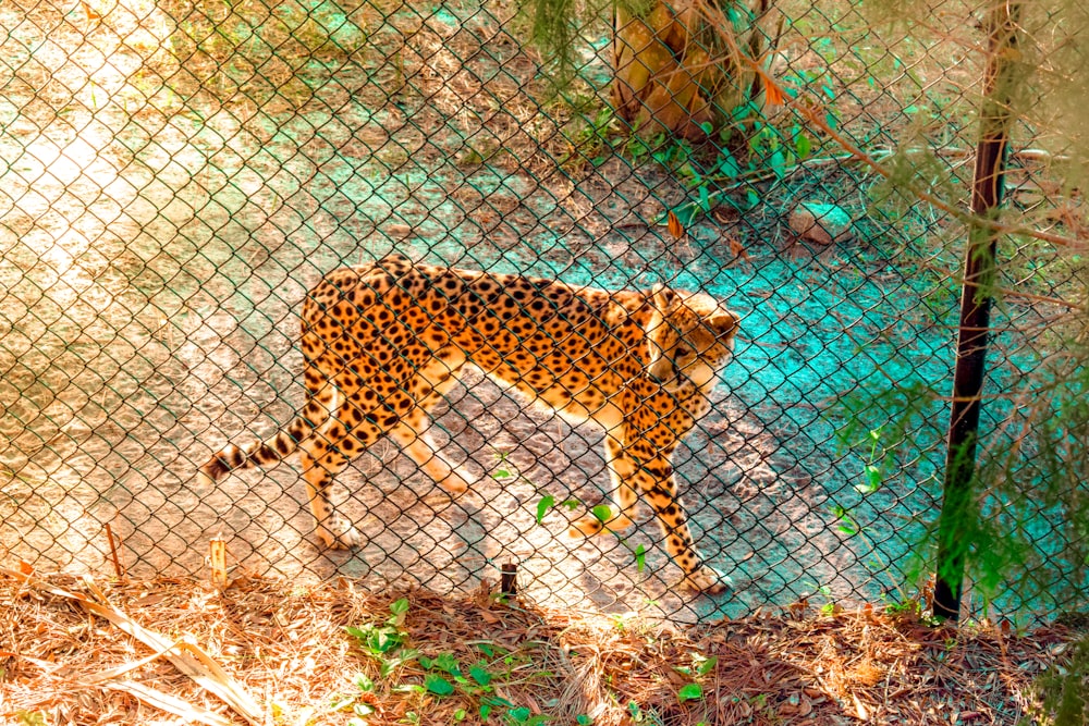 cheetah near chain link fence