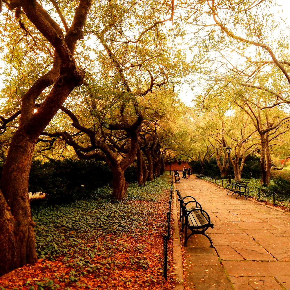 empty bench under trees