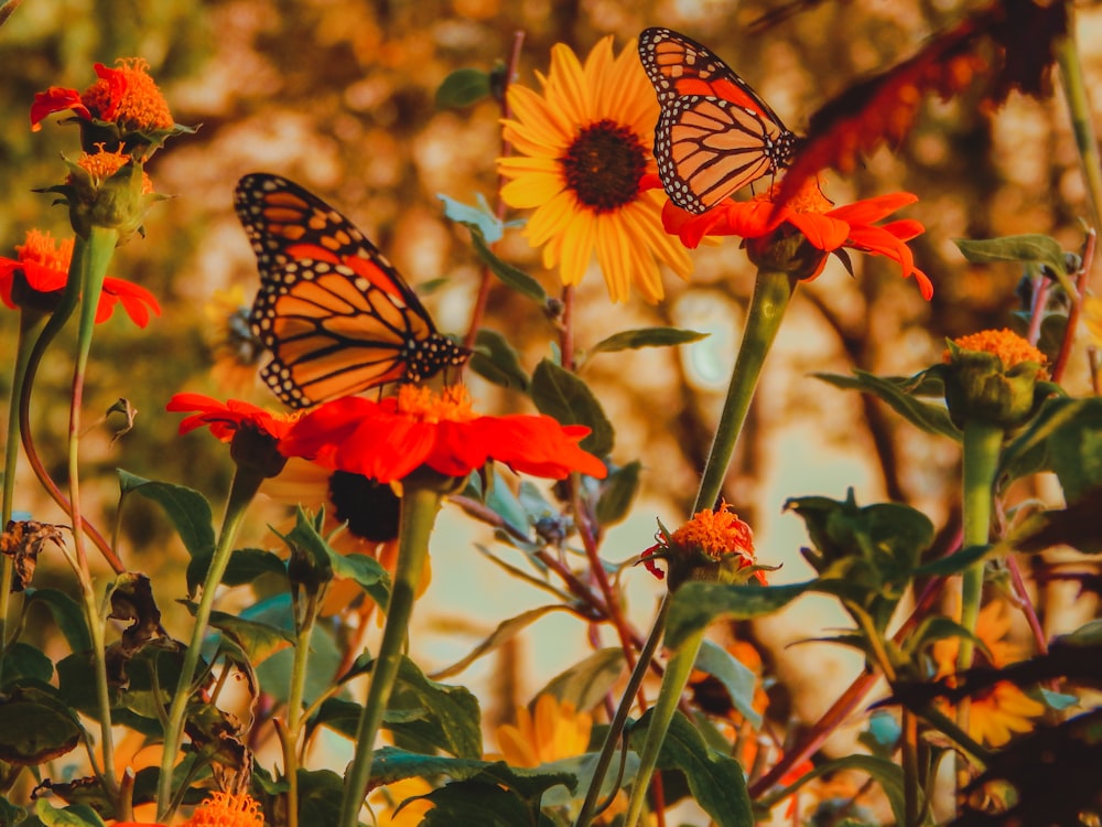monarch butterfly perched on flowers