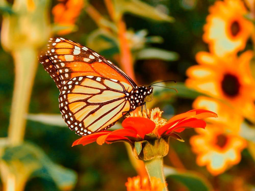 selective focus photography of orange and black butterfly