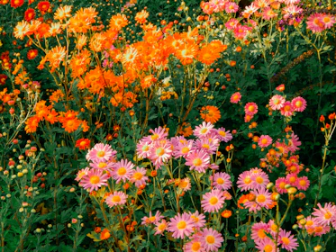 A cheerful floral artwork with bold pinks and oranges, capturing a sunny garden feel.