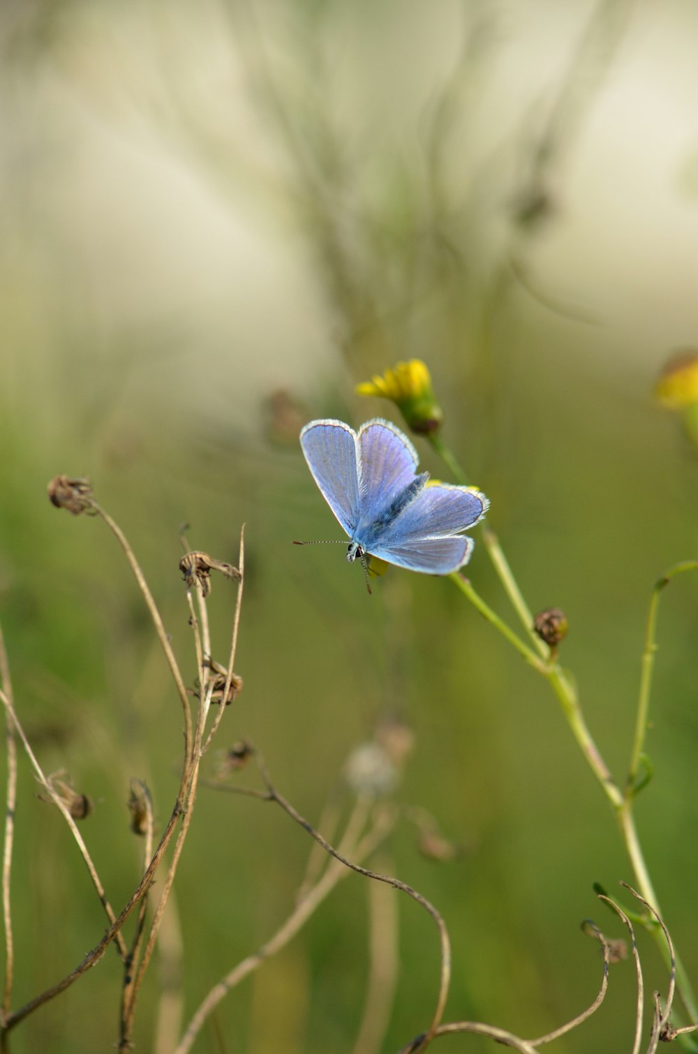 selective focus photography of blue butterfly