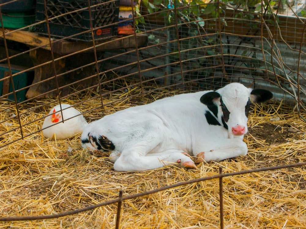 white and black cow