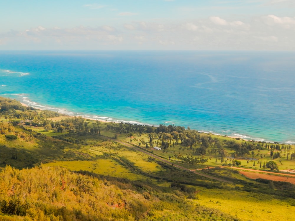 green grass fields and green-leafed trees near shoreline and body of water