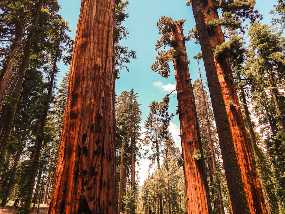 low angle photo of green-leafed trees