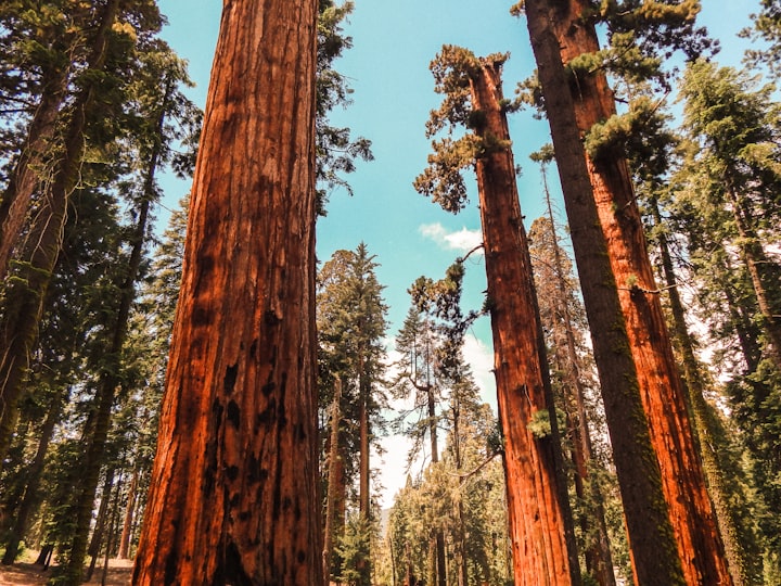 Majestic Redwoods: A Poetic Tribute to the Giants of the Forest