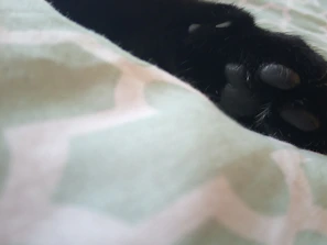 Close-up of a cat’s paw wearing a delicate, minimalist bracelet, set on a smooth black surface.
