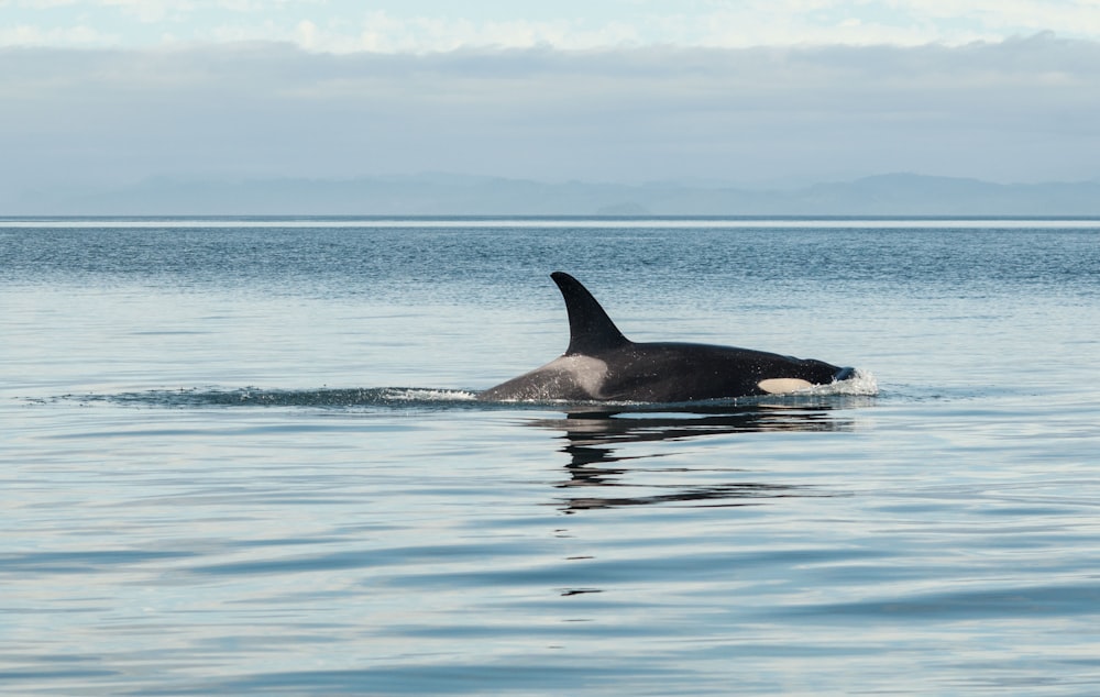 orca negra en la parte superior del agua