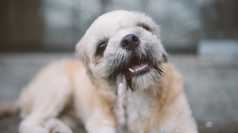 white and beige dog