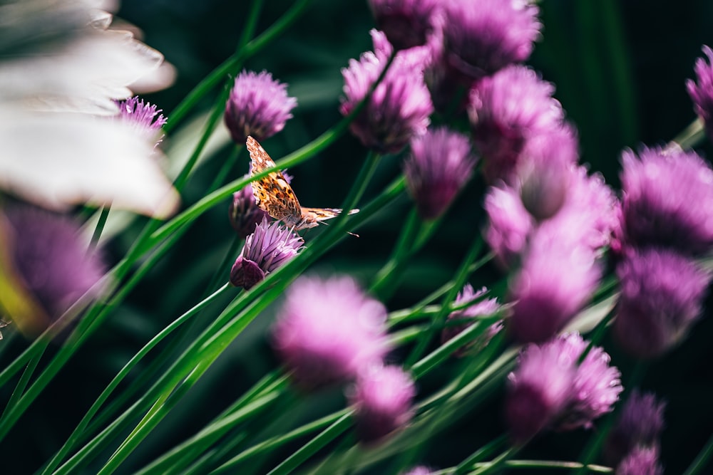 pink petaled flowers