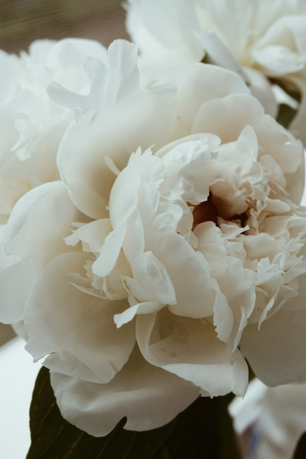 Imágenes de Peonias Blancas | Descarga imágenes gratuitas en Unsplash
