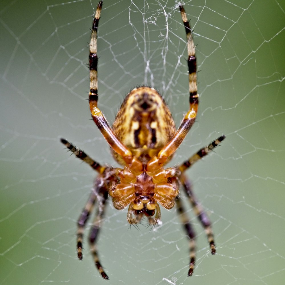 selective focus photography of spider