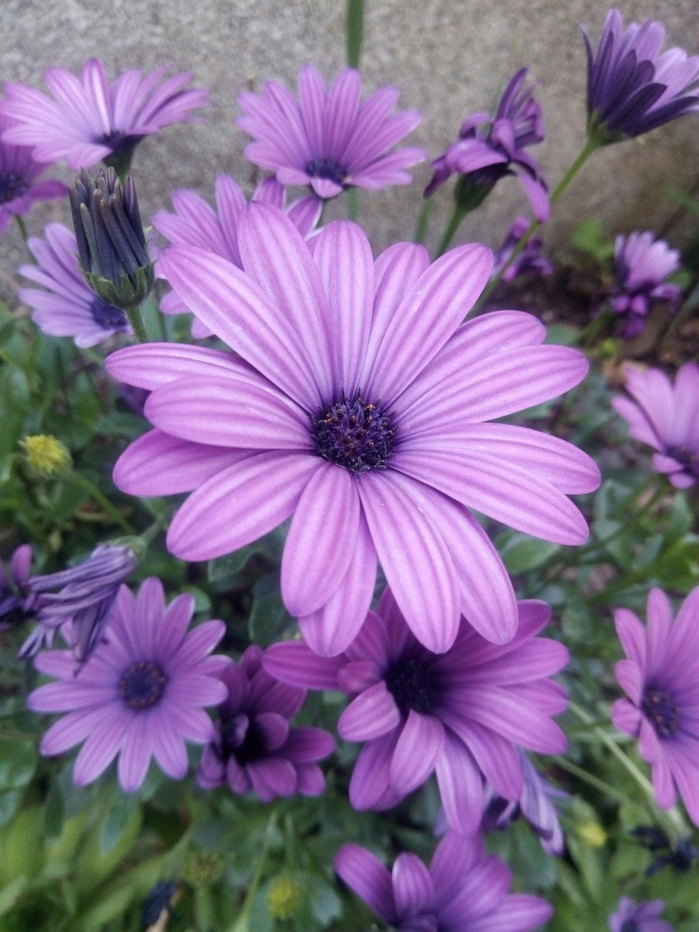 purple petaled flower