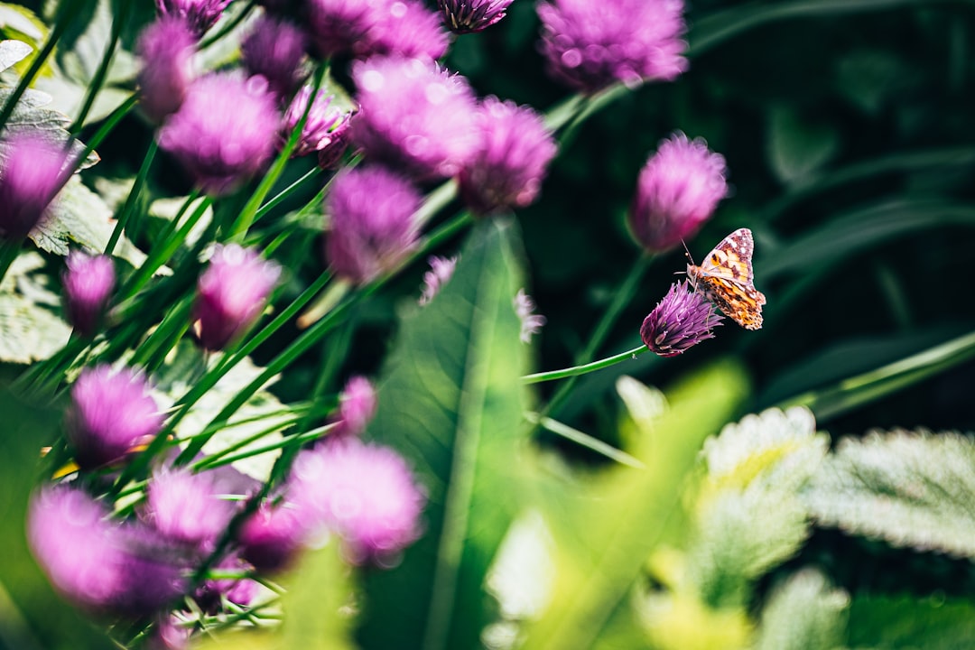 pink-petaled flower