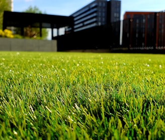 green grass field