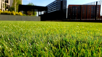 Picture of green grass in a private house garden showing the house in the background.