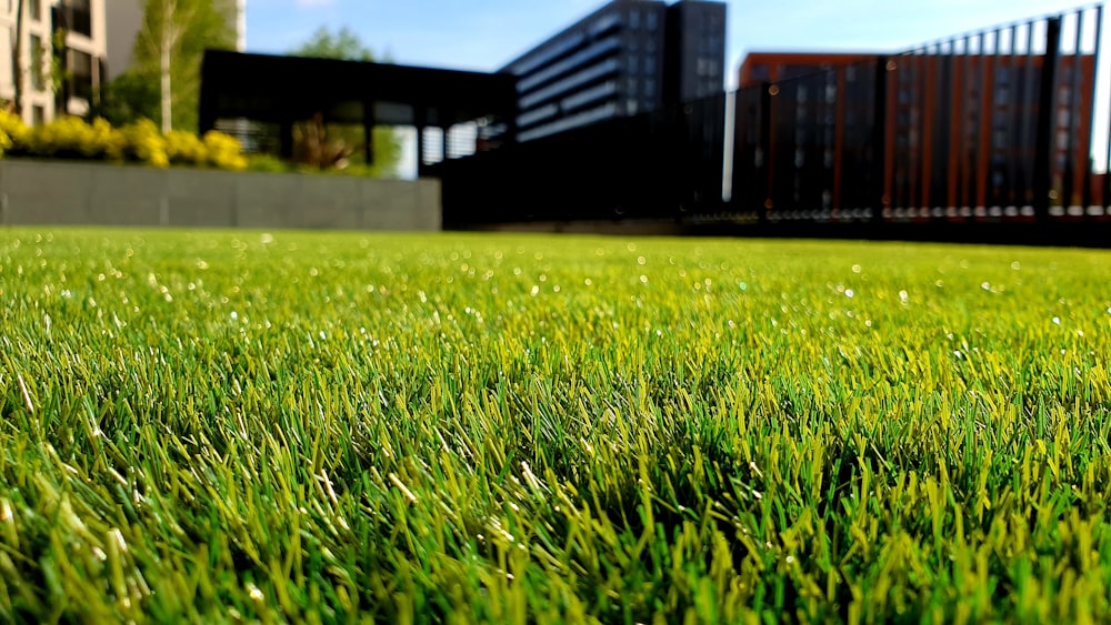 campo de grama verde