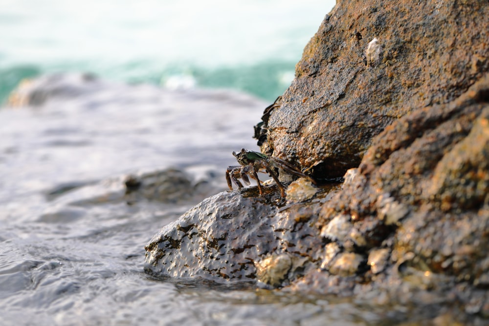 um caranguejo rastejando em uma rocha ao lado do oceano