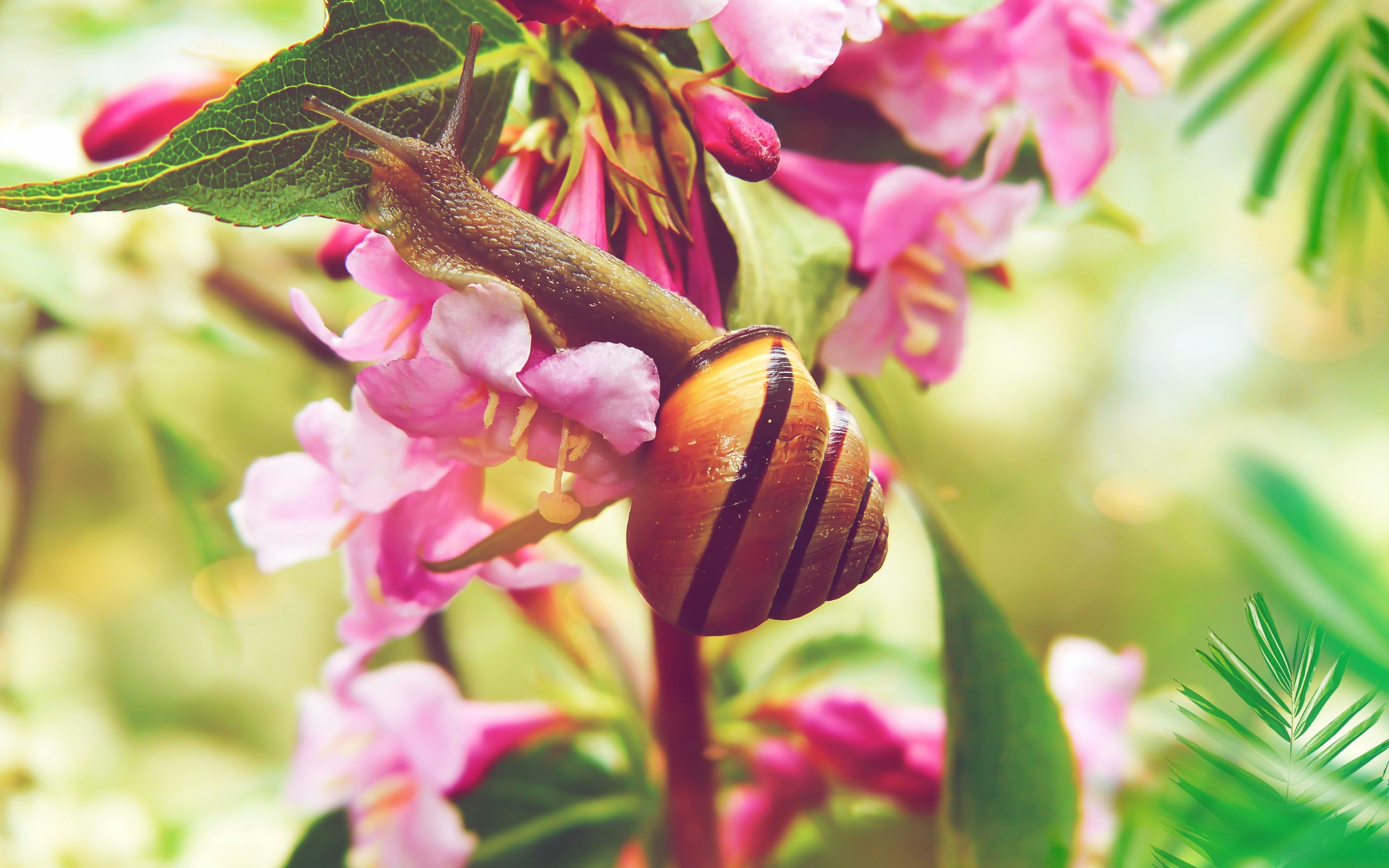 snail on flower