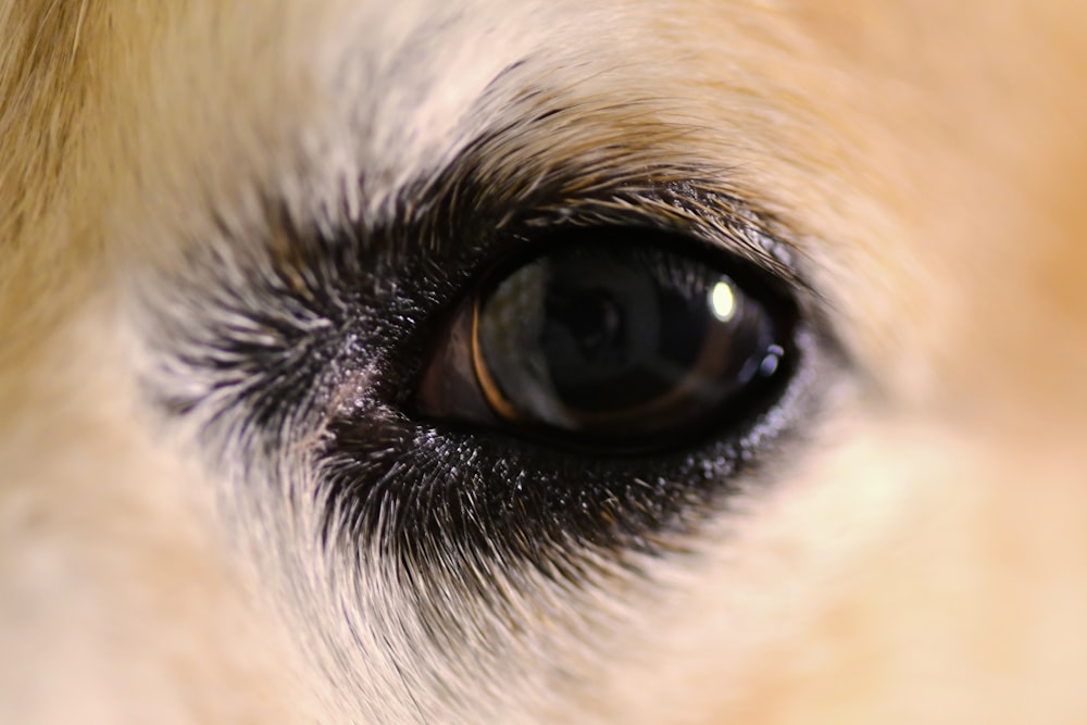 dog eye