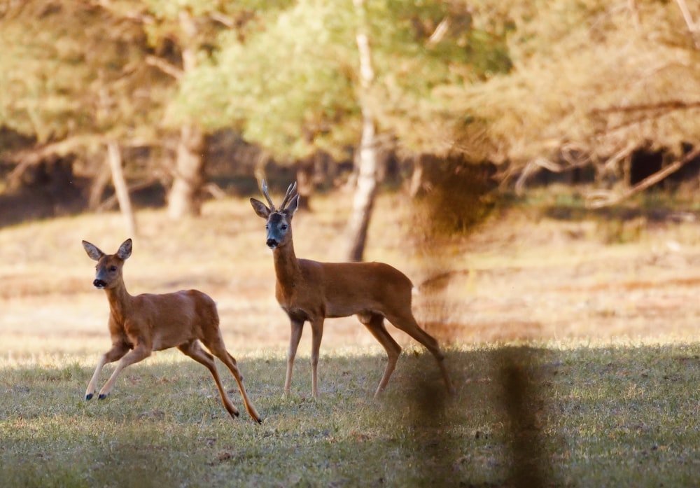 two deer flyings