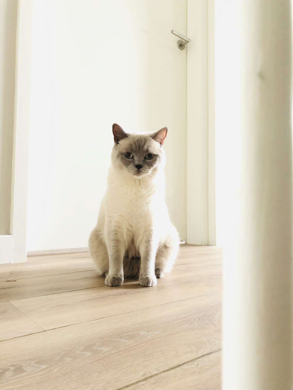 white and grey cat on