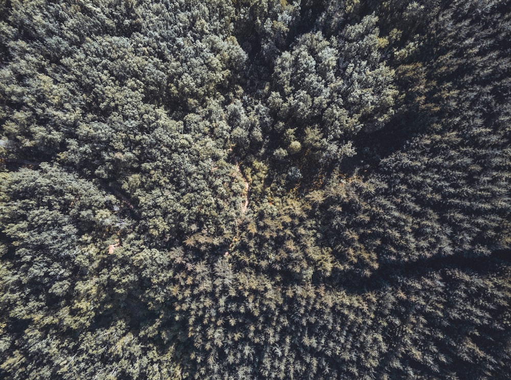 floresta durante o dia