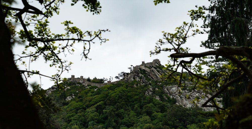 silhouette of trees overlooking mountain