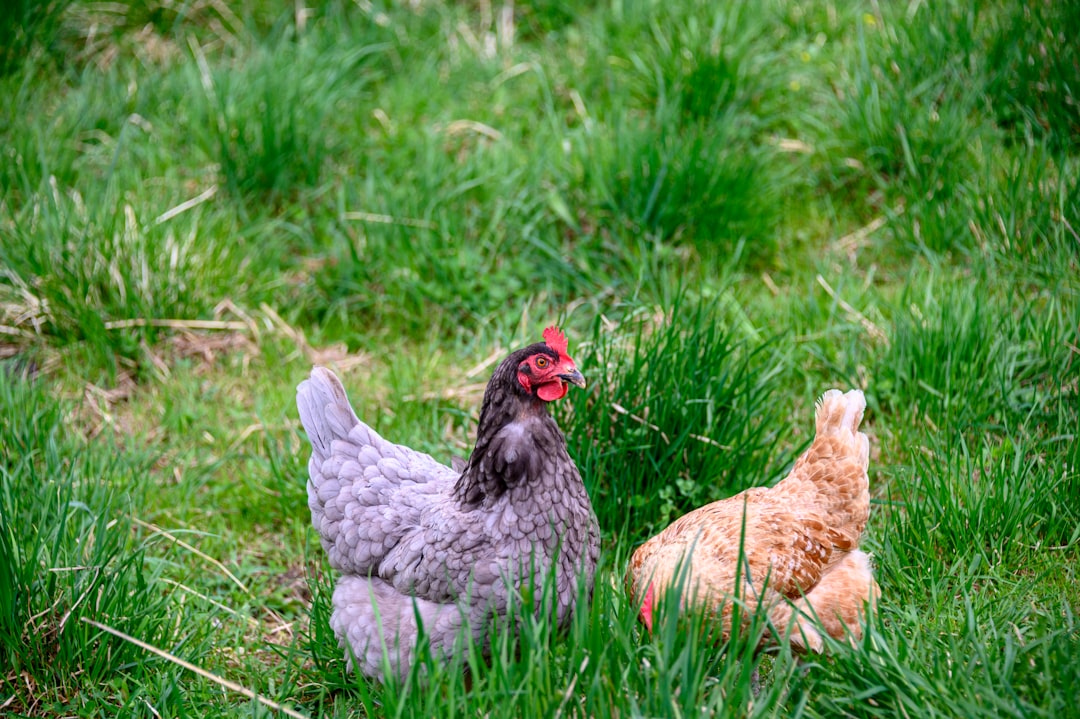 two chickens in grass field