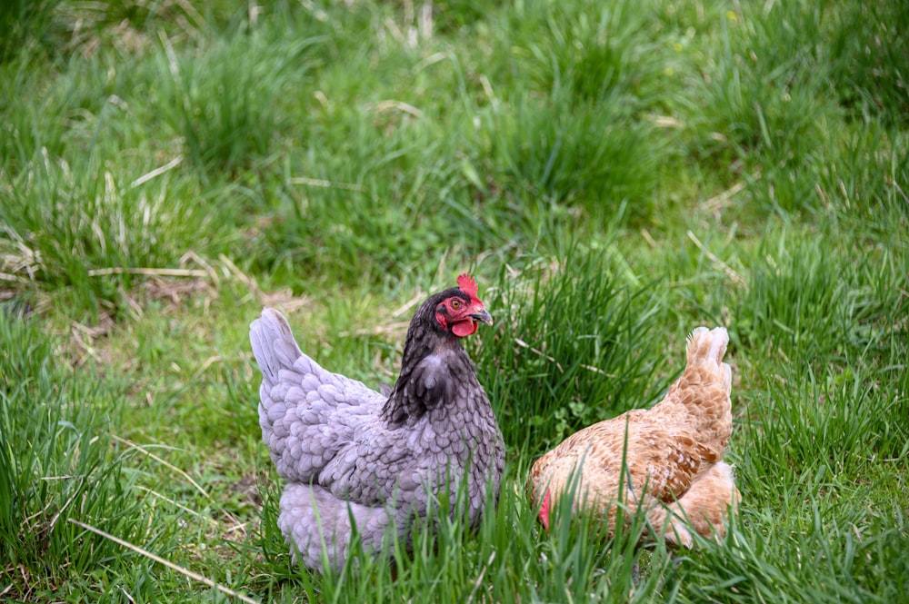 two chickens in grass field