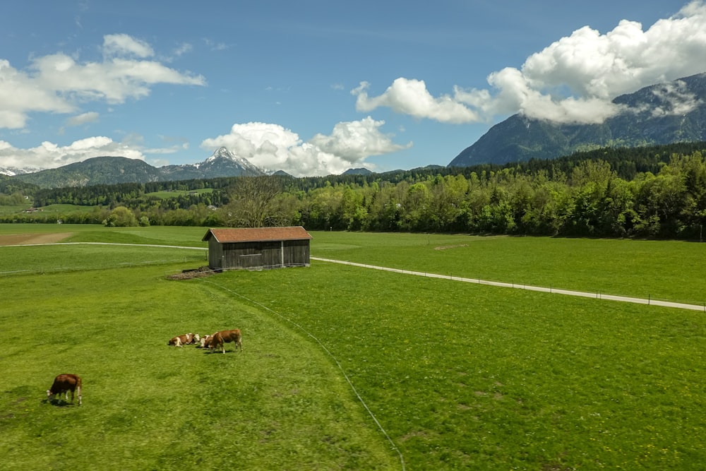 brown and red house surrounded by grass fields