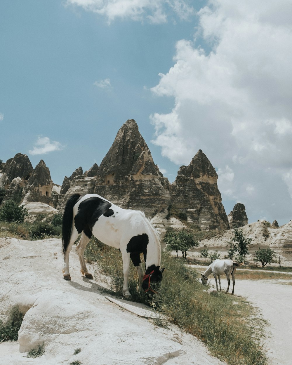 two white-and-black horses on open field