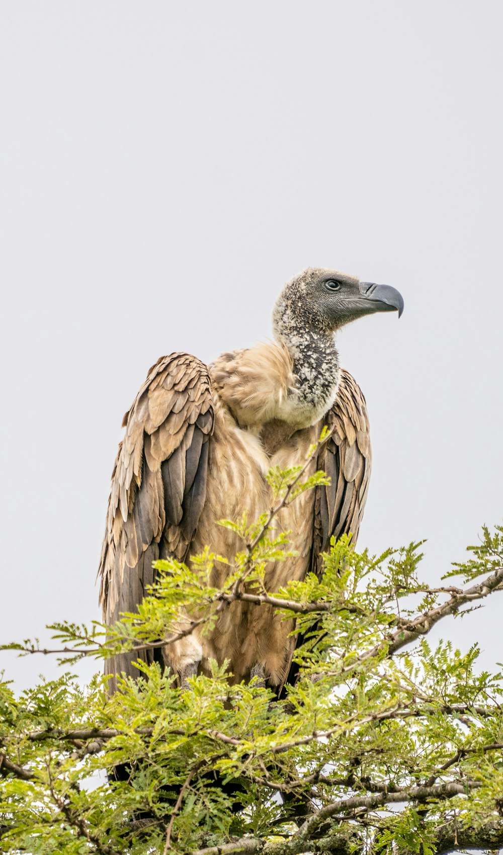 Falcão marrom na árvore