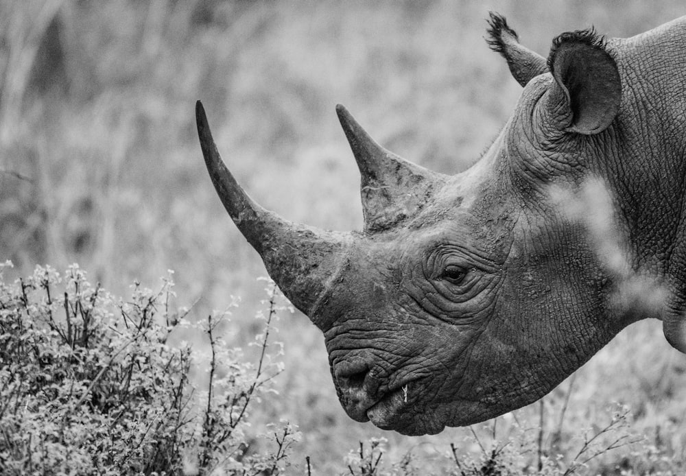 Rinoceronte adulto en el campo durante el día
