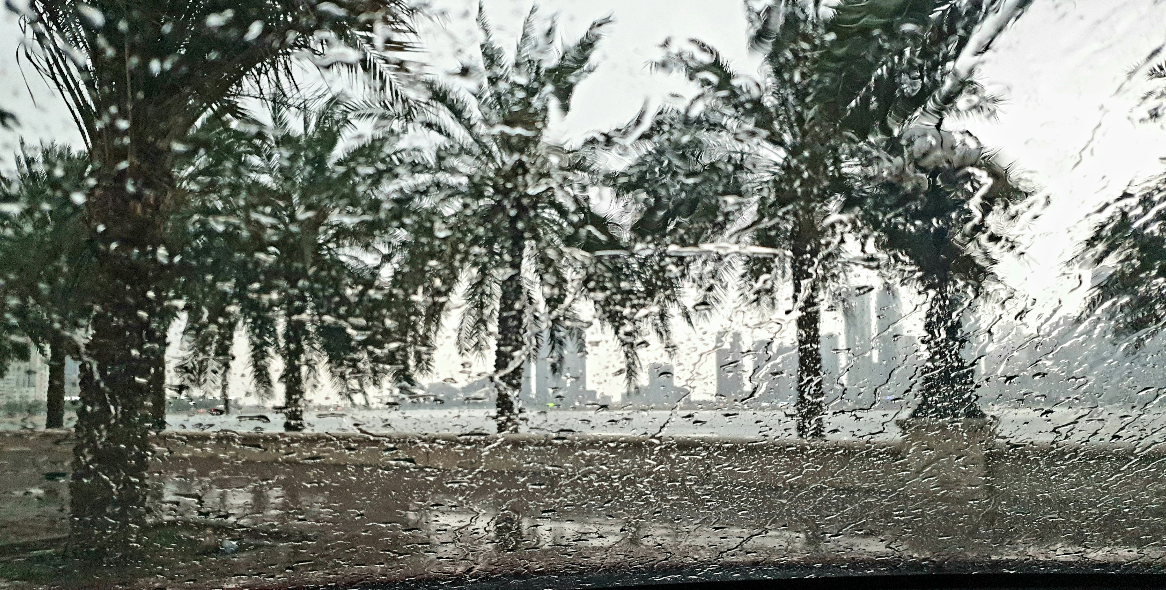 a rain covered windshield with trees in the background