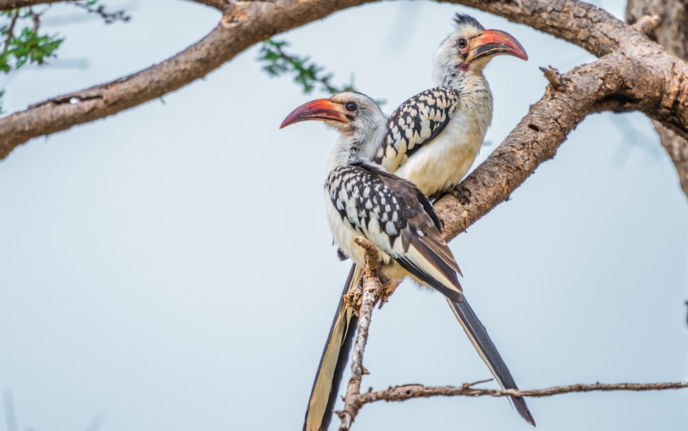 two birds on tree branch