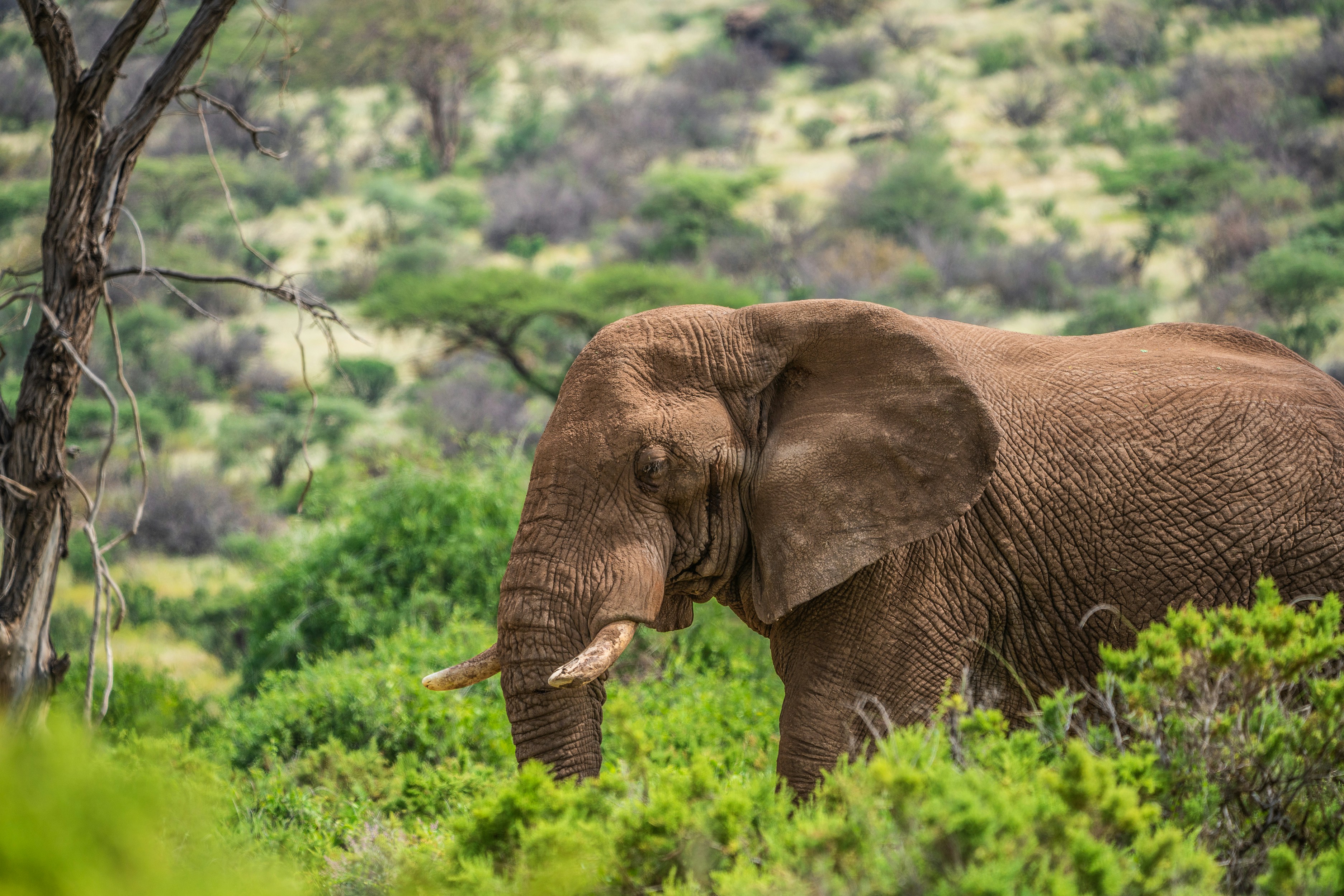 elephant standing on trees photo Free Kenya Image on Unsplash