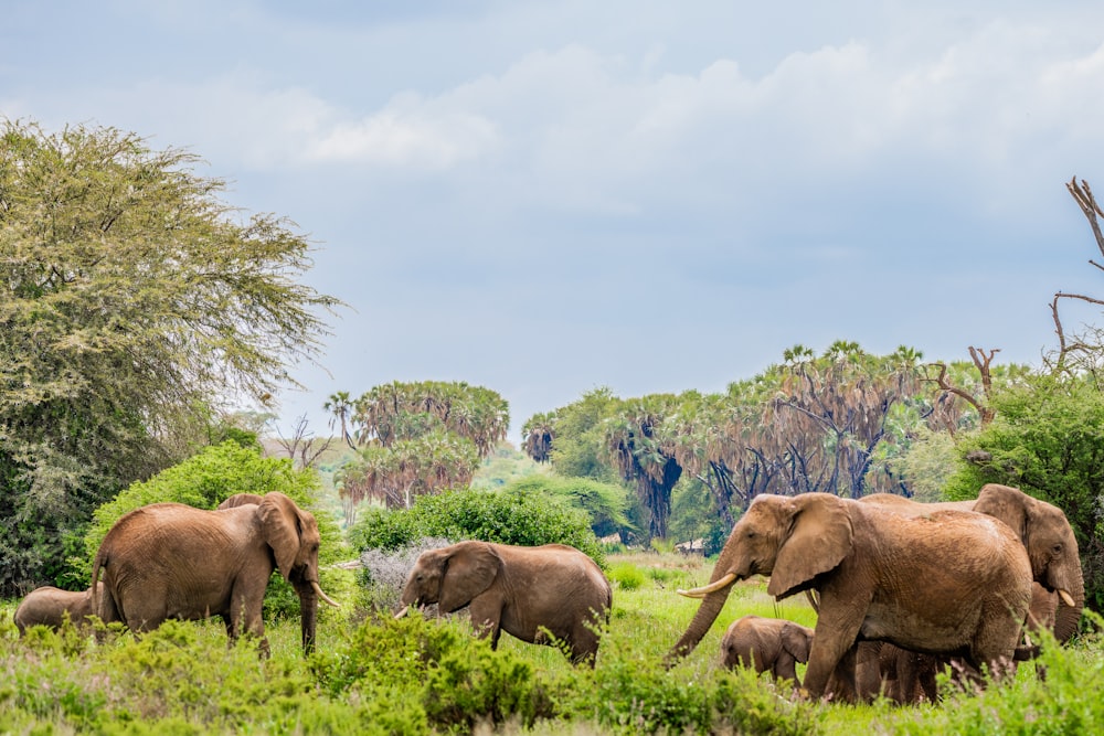 Manada de elefantes perto de árvores