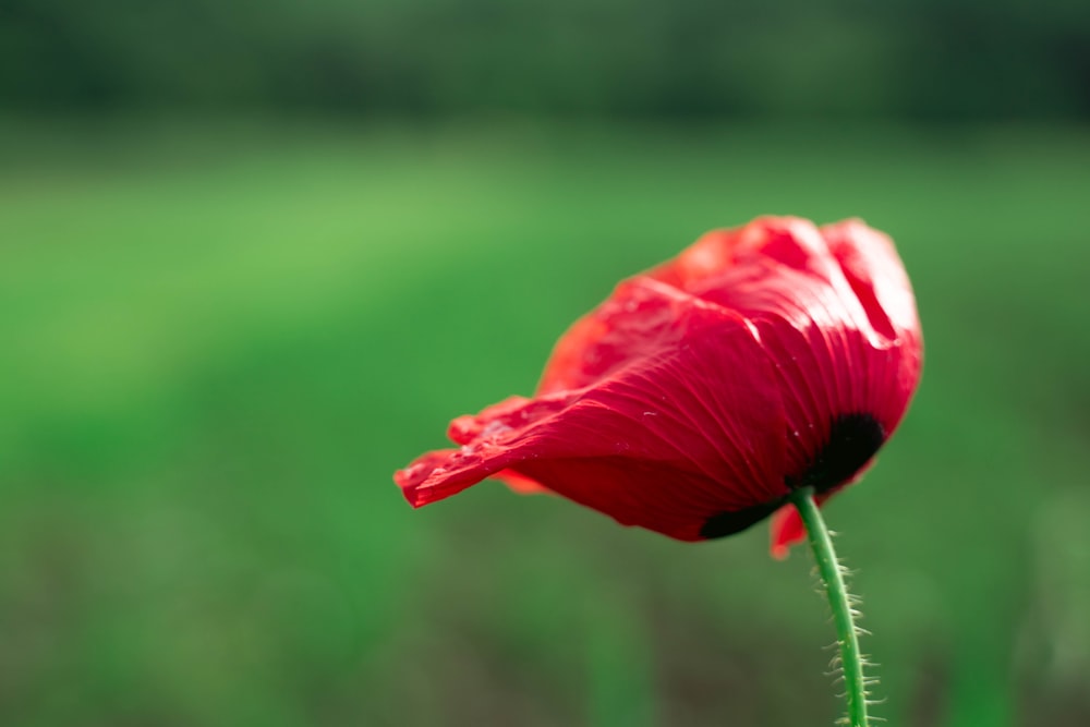 red-petaled flower