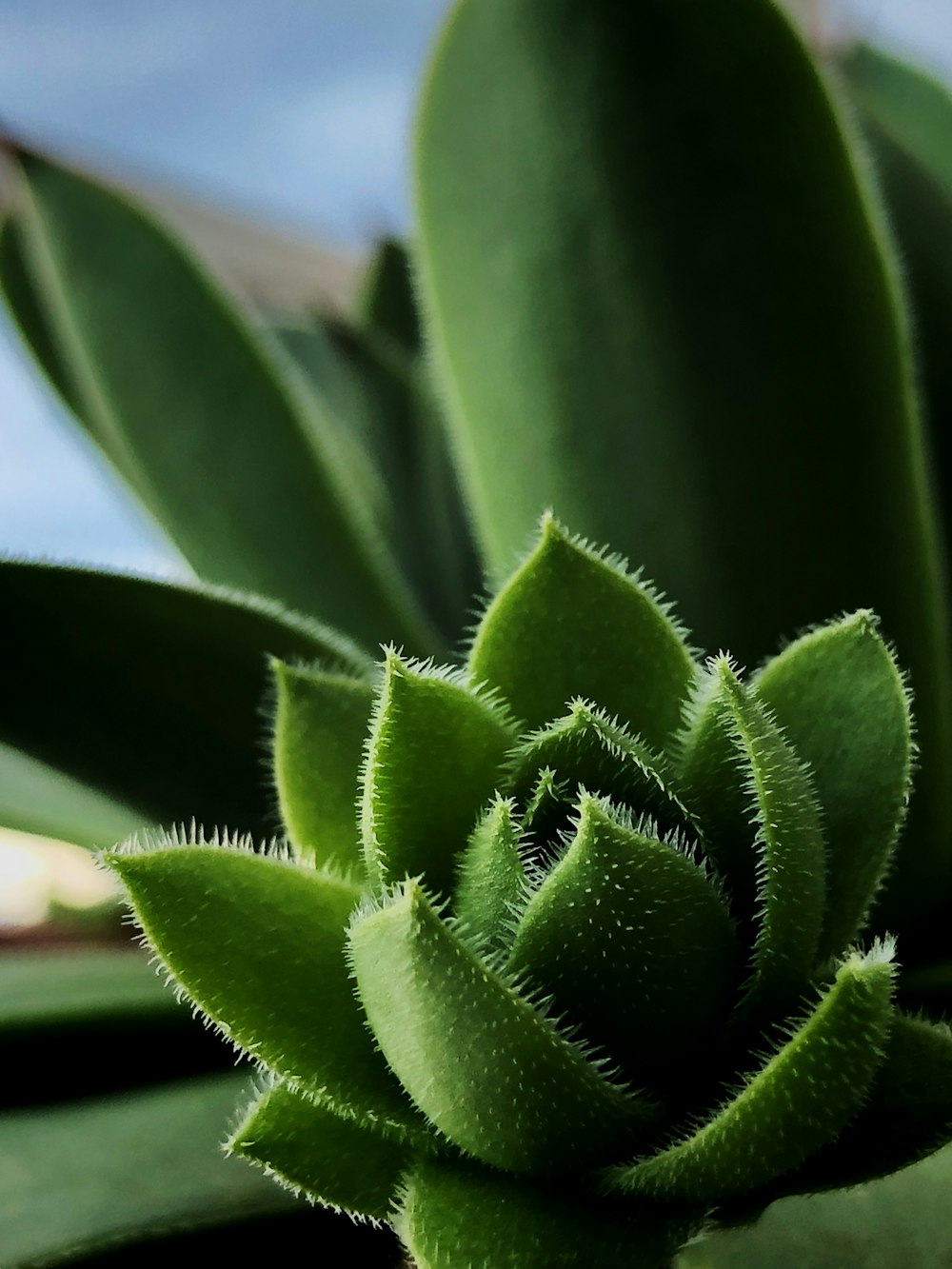 green leaf plant with tiny thorns