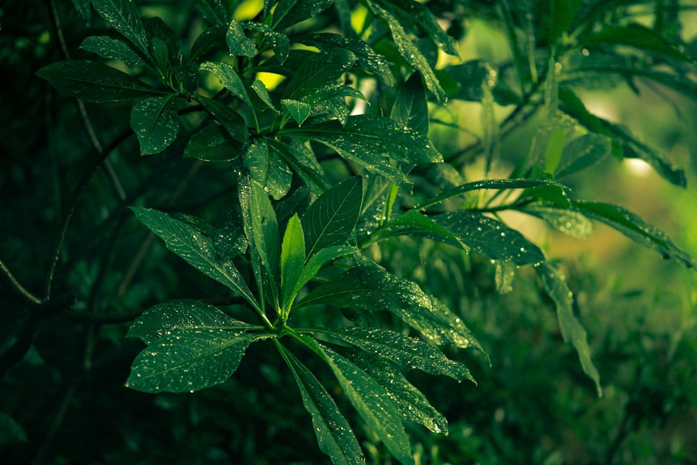 green leaf plant with dew
