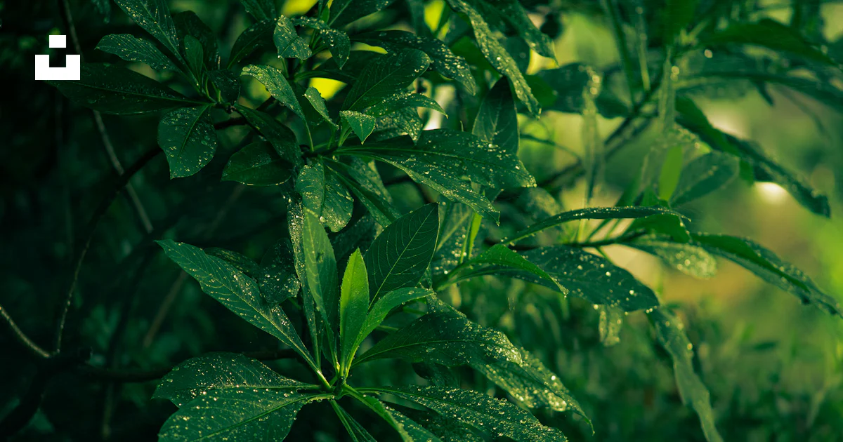 Foto Tanaman daun hijau dengan embun – Gambar Wallpaper Gratis di Unsplash