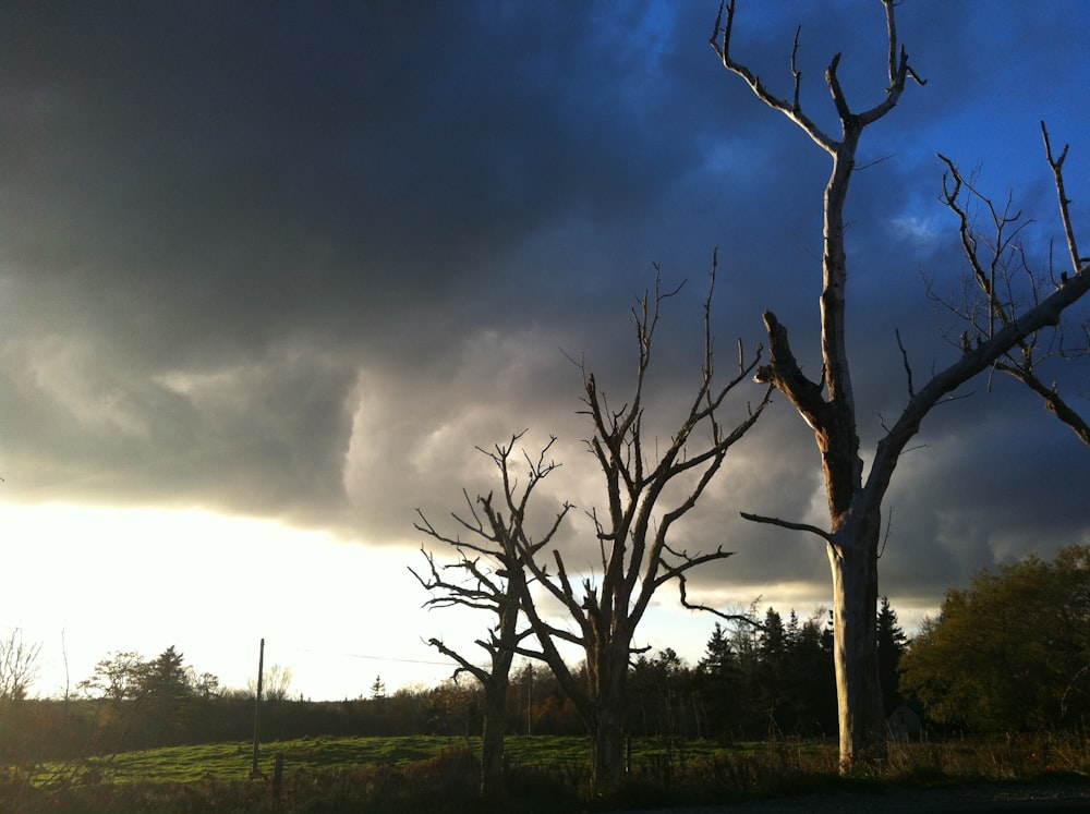 bare trees under dramatic sky during daytime