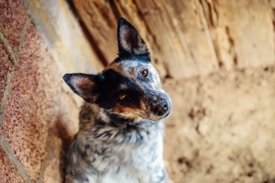 A dog with a mottled coat of black, white, and brown gazes up with curiosity. Its ears are perked, and it is sitting on a surface that appears to be a mix of dirt and rustic brick or stone.