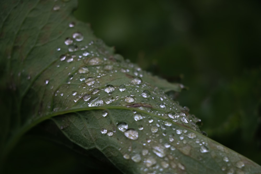 water drops on green lea