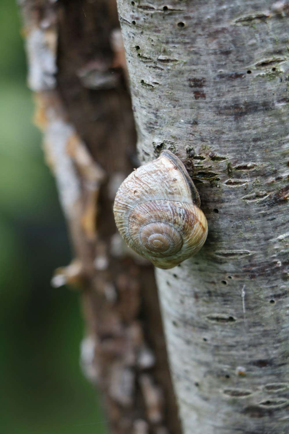 selective focus photography of snail