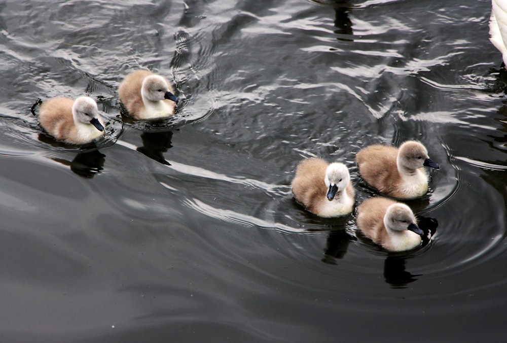 duckling on the ocean