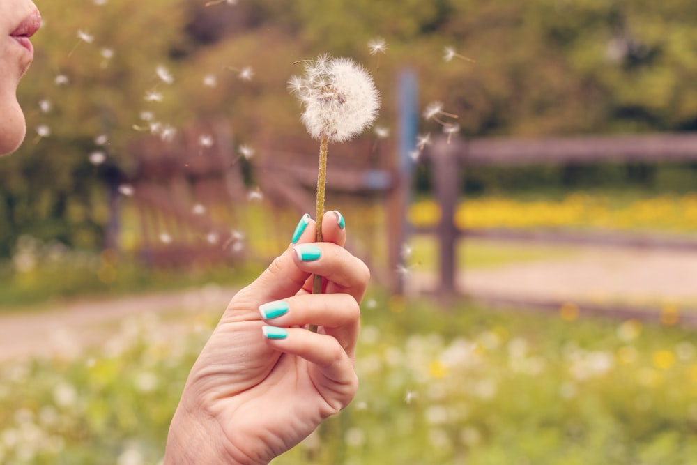 person blowing white dandelion flower