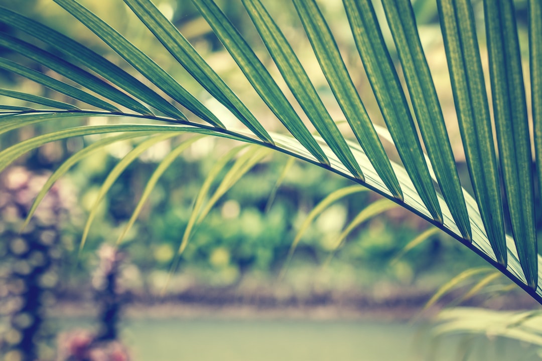 green-leafed plant